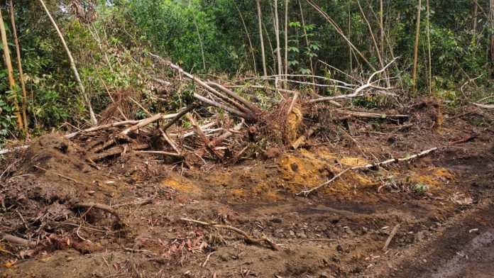Autoridades destruyen parcelas ilegales en loma de Managua, Bayaguana, Monte Plata