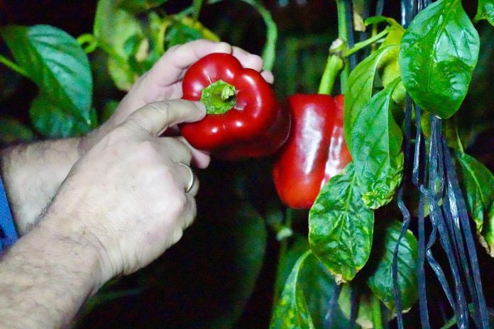 Producción agropecuaria dominicana alcanza niveles históricos en los últimos 25 años