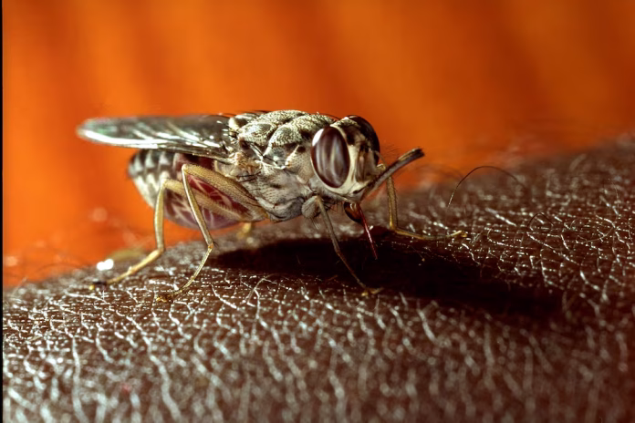 Desde hace dos décadas, la investigación para tratar de manera acertada la enfermedad del sueño no ha cesado. Se han probado combinaciones de inyecciones y comprimidos, una logística que no se adapta a las zonas perdidas de África en las que se detectan la mayoría de los casos de la enfermedad, y en los últimos años, se usó una terapia oral solo para casos leves.