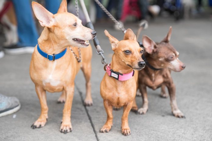 Alcaldía del Distrito Nacional esteriliza 100 perros y gatos durante jornada este fin de semana Alcaldía del Distrito Nacional esteriliza 100 perros y gatos durante jornada este fin de semana